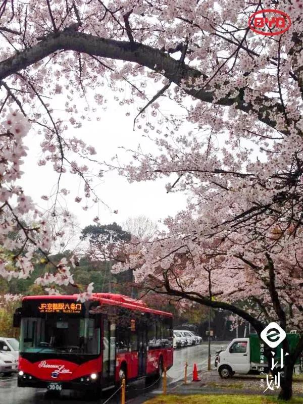 从“1”到“多”再交车,日本纯电动巴士第一品牌来自中国 - 第2张 - 提加商用车网 从“1”到“多”再交车,日本纯电动巴士第一品牌来自中国 - 第2张