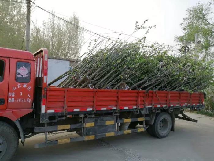 一个星期挣4000！20多年东风轻卡老司机用vlog带你入行 - 第2张