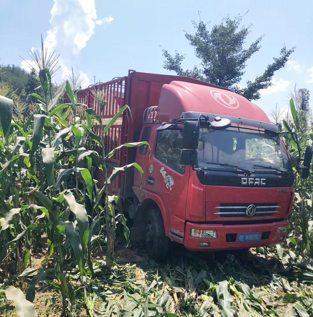 张伟的车在田间拉玉米