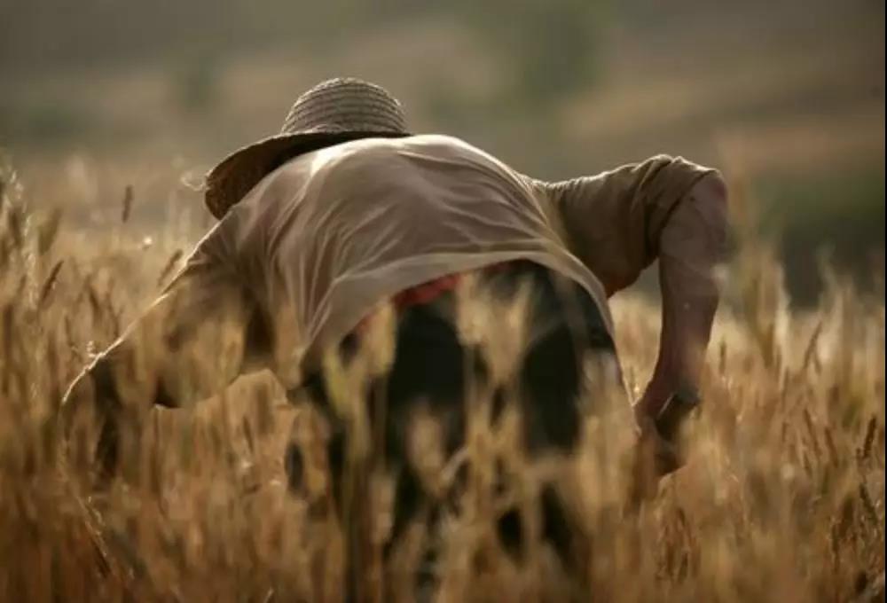 麦田里的收割专家,帅铃收割专属车型帮您轻松收获 - 第1张 - 提加商用车网 麦田里的收割专家,帅铃收割专属车型帮您轻松收获 - 第1张