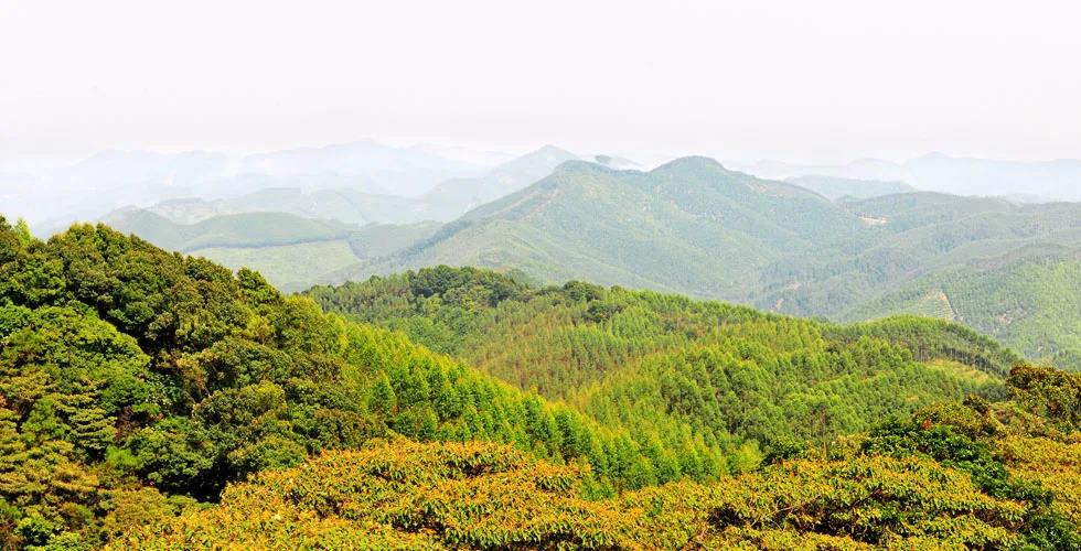 玉柴重工与广西最大林场签约合作 - 第1张 - 提加商用车网 玉柴重工与广西最大林场签约合作 - 第1张