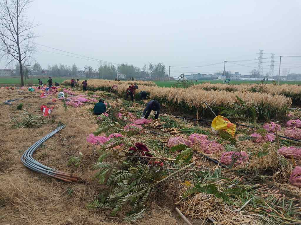 1号口碑!生姜市场利润降低 多名姜户坚定选择骏铃大掌柜车型拉货 - 第3张 - 提加商用车网 1号口碑!生姜市场利润降低 多名姜户坚定选择骏铃大掌柜车型拉货 - 第3张