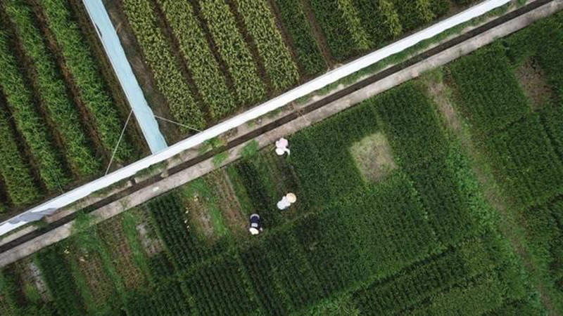 迎政策利好 江西五十铃翼放轻卡助力“三农”建设 - 第1张 - 提加商用车网 迎政策利好 江西五十铃翼放轻卡助力“三农”建设 - 第1张