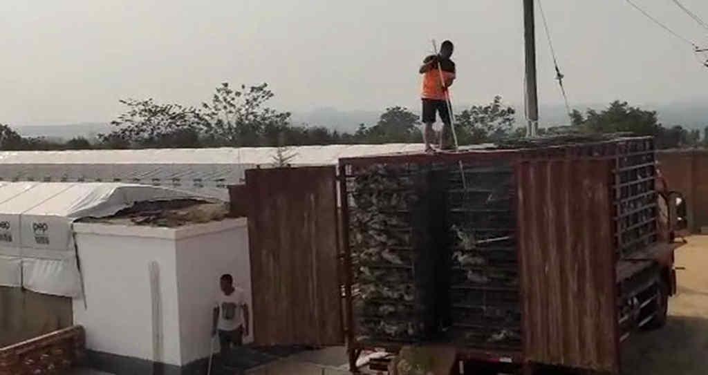 1号信赖  老朋友江淮1卡骏铃 让马老板订车不犹豫 - 第3张 - 提加商用车网 1号信赖  老朋友江淮1卡骏铃 让马老板订车不犹豫 - 第3张