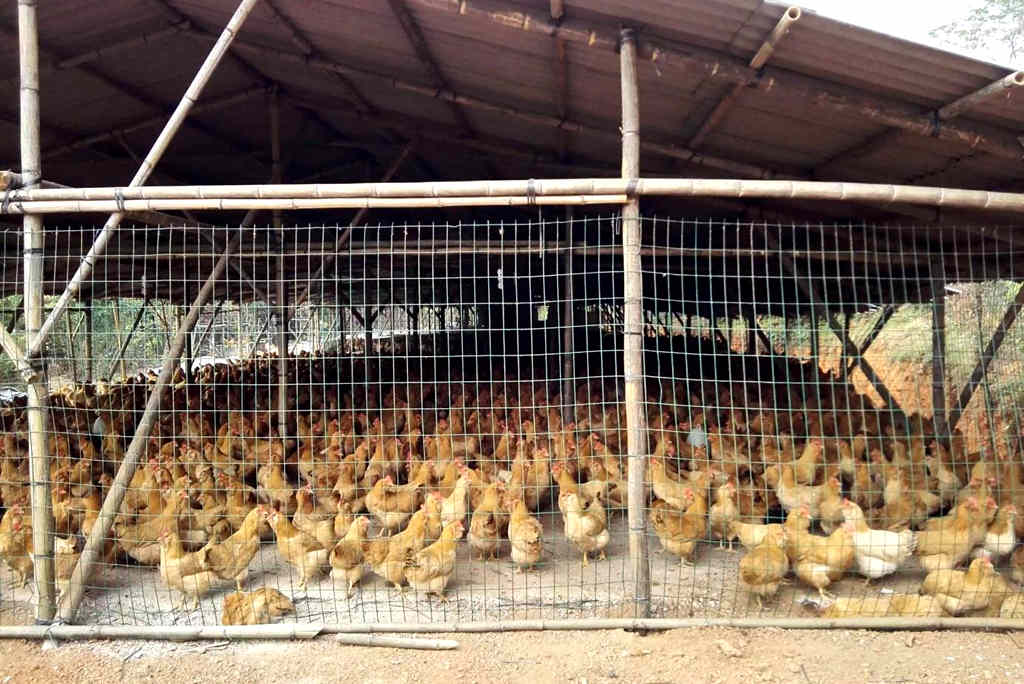 自动挡真是好 养殖场老板娘为爱选购江淮1卡骏铃聚宝盆！