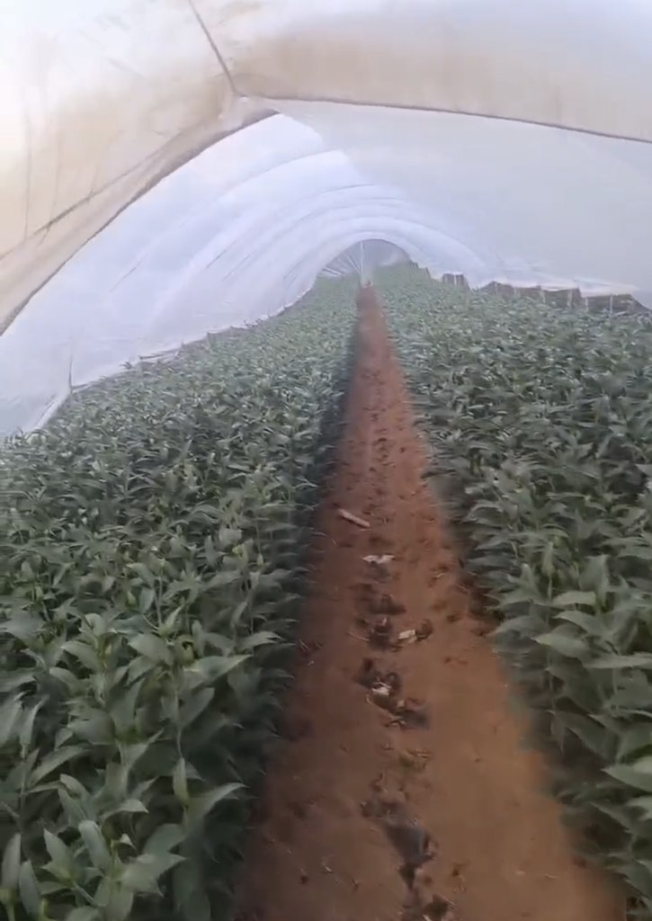 用户故事| 浪漫派送中,运花小哥姜师傅的幸福与Ta有关 - 第5张 - 提加商用车网 用户故事| 浪漫派送中,运花小哥姜师傅的幸福与Ta有关 - 第5张