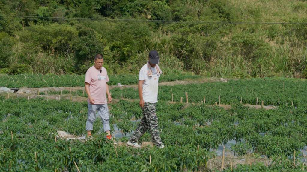物产中国 百万同行│福建南平江师傅:“闽北第一椒”供不应求,骏铃V8跑得快行得稳,5年67万公里像新车 - 第2张 - 提加商用车网 物产中国 百万同行│福建南平江师傅:“闽北第一椒”供不应求,骏铃V8跑得快行得稳,5年67万公里像新车 - 第2张