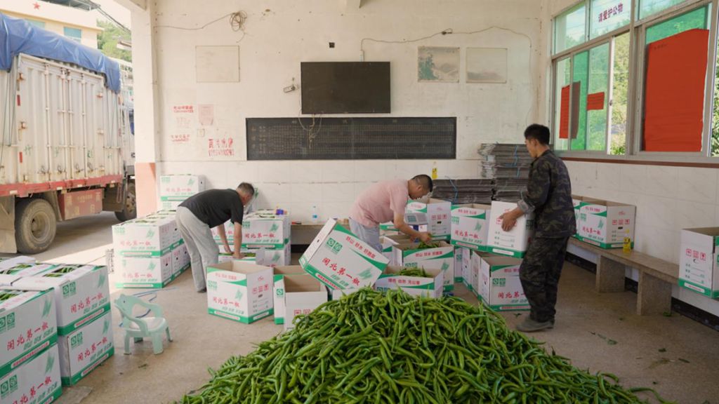 物产中国 百万同行│福建南平江师傅:“闽北第一椒”供不应求,骏铃V8跑得快行得稳,5年67万公里像新车 - 第4张 - 提加商用车网 物产中国 百万同行│福建南平江师傅:“闽北第一椒”供不应求,骏铃V8跑得快行得稳,5年67万公里像新车 - 第4张