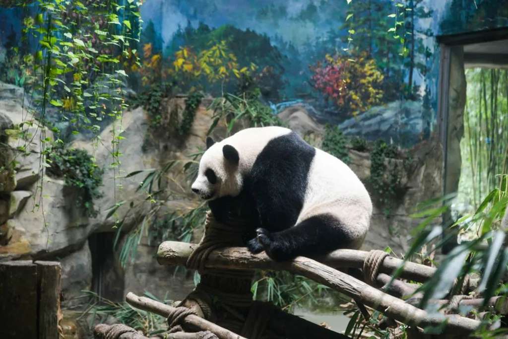 山猫携母万里行:驾悍途,陪母亲,看中国,逛成都 - 第6张 - 提加商用车网 山猫携母万里行:驾悍途,陪母亲,看中国,逛成都 - 第6张