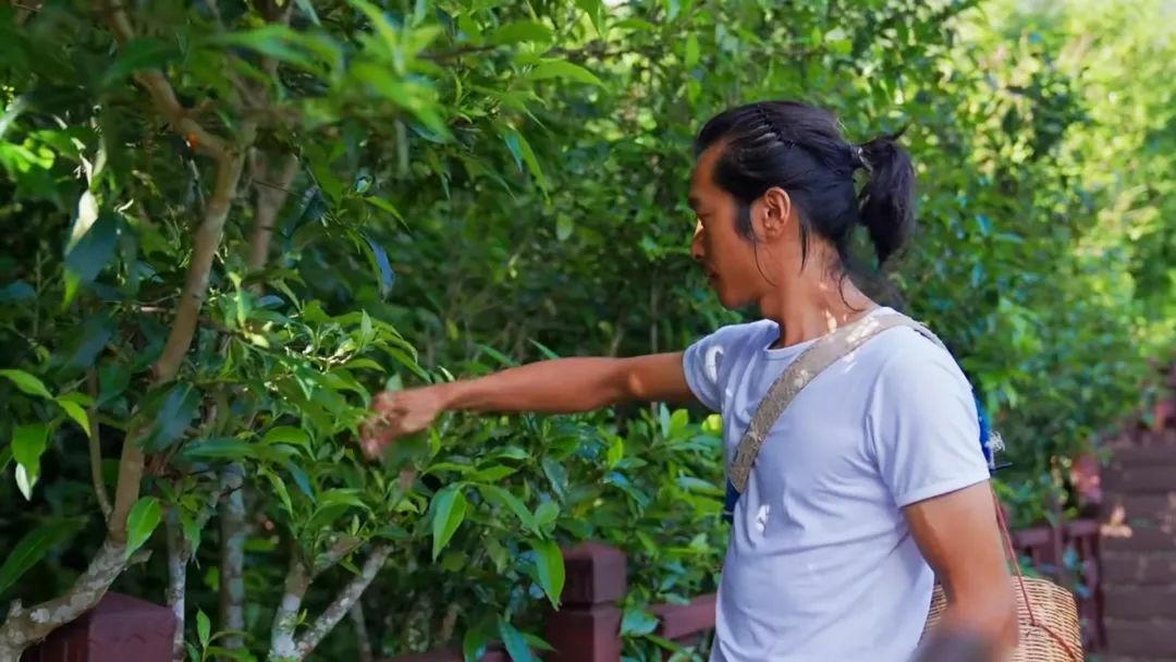 一路同行│江淮T8护茶记:一芽一叶一抹香,一人一车采茶忙 - 第2张 - 提加商用车网 一路同行│江淮T8护茶记:一芽一叶一抹香,一人一车采茶忙 - 第2张
