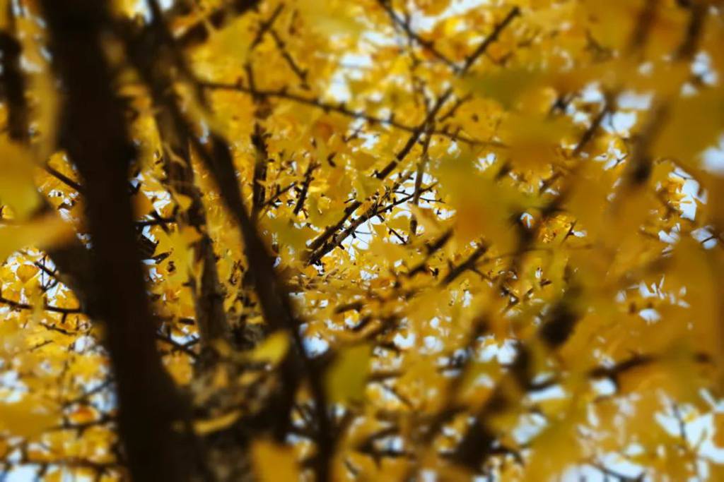 银杏叶下的温暖旅程 亚星客车与你同行 - 第6张 - 提加商用车网 银杏叶下的温暖旅程 亚星客车与你同行 - 第6张