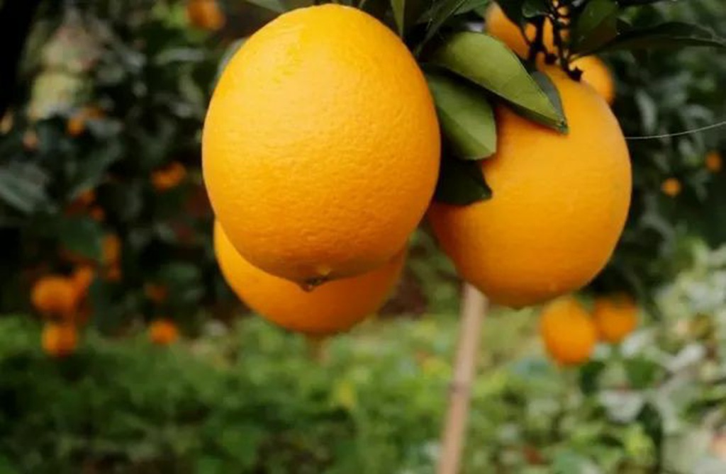 苏州金龙带你打卡 | “世界橙乡” - 第1张 - 提加商用车网 苏州金龙带你打卡 | “世界橙乡” - 第1张