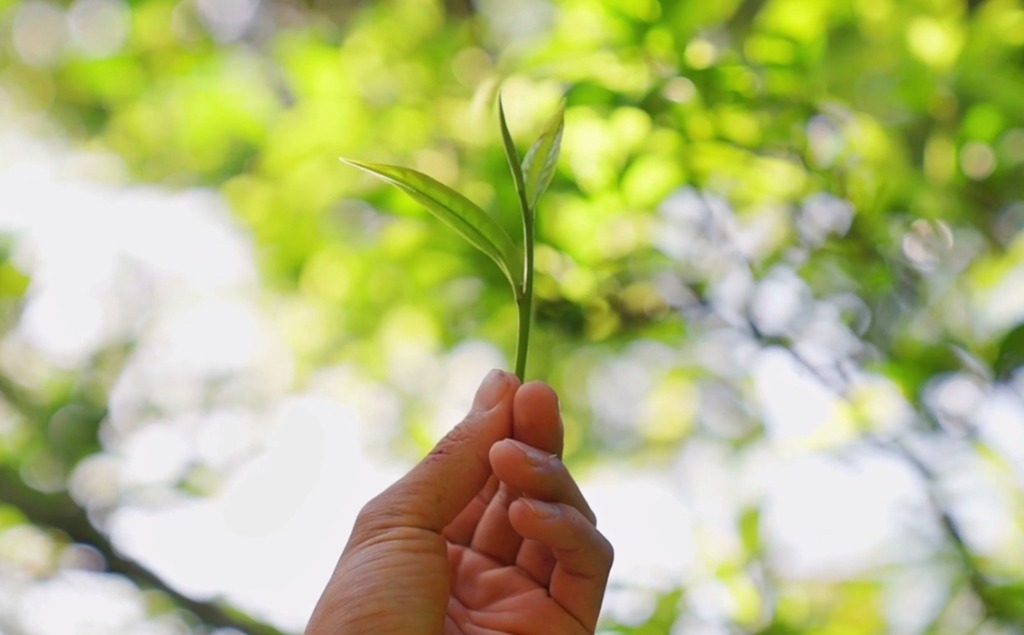 一路同行│江淮T8护茶记:一芽一叶一抹香,一人一车采茶忙 - 第7张 - 提加商用车网 一路同行│江淮T8护茶记:一芽一叶一抹香,一人一车采茶忙 - 第7张