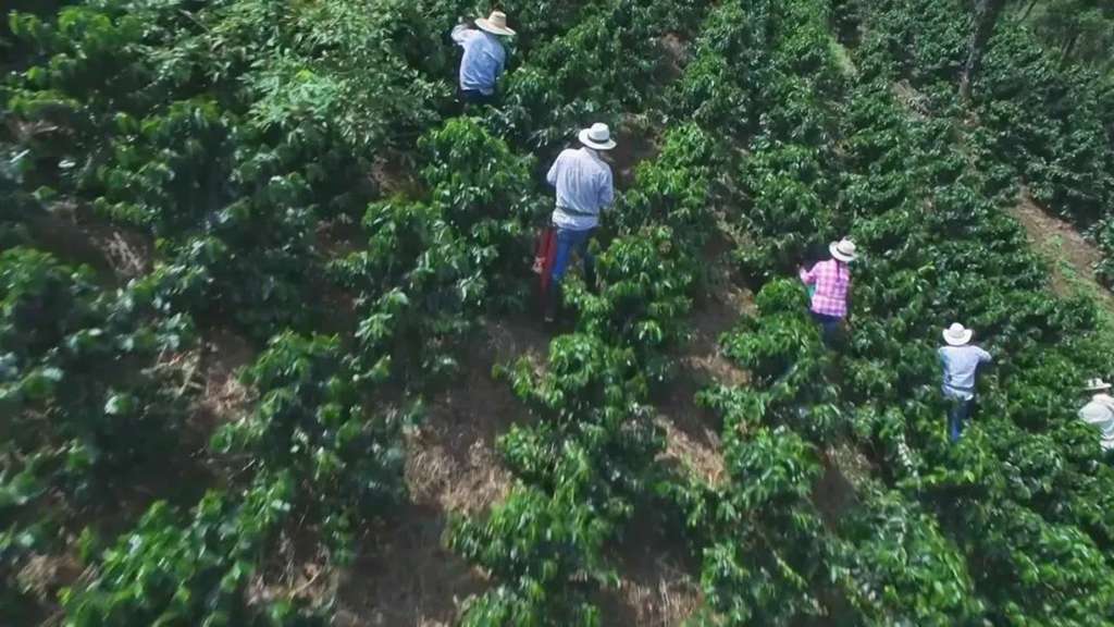 车轮上的醇香，远程轻型商用车助力云南咖啡的产业逆袭之路 - 第1张