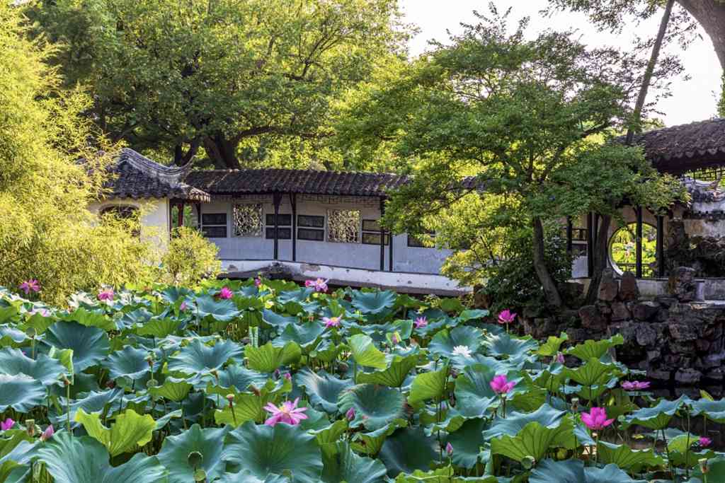 央视报道:苏州金龙海格蔚蓝公交“荷花专线”火出圈! - 第6张 - 提加商用车网 央视报道:苏州金龙海格蔚蓝公交“荷花专线”火出圈! - 第6张