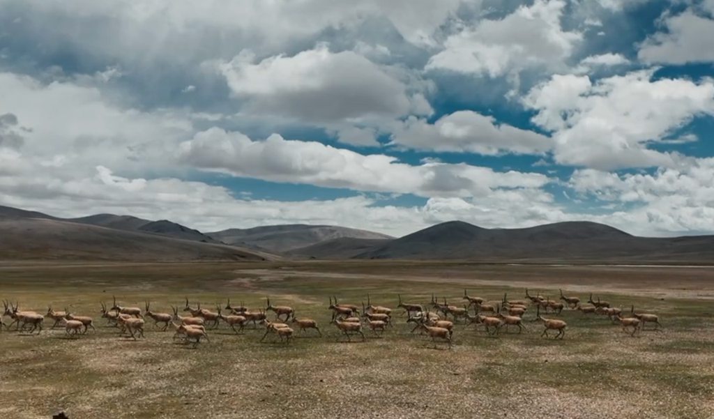 高原极境显真章，郑州日产硬核守护羌塘生态 - 第2张
