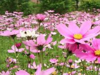 发动机界的“格桑花”,东风康明斯动力征服青藏高原