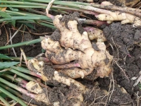 1号口碑！生姜市场利润降低 多名姜户坚定选择骏铃大掌柜车型拉货