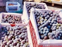 拉水果月入过万，江淮格尔发4×2载货车助力郭老板跑赢新疆